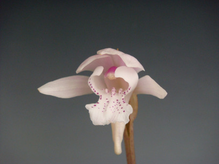 独花兰（兰科独花兰属植物）_百度百科