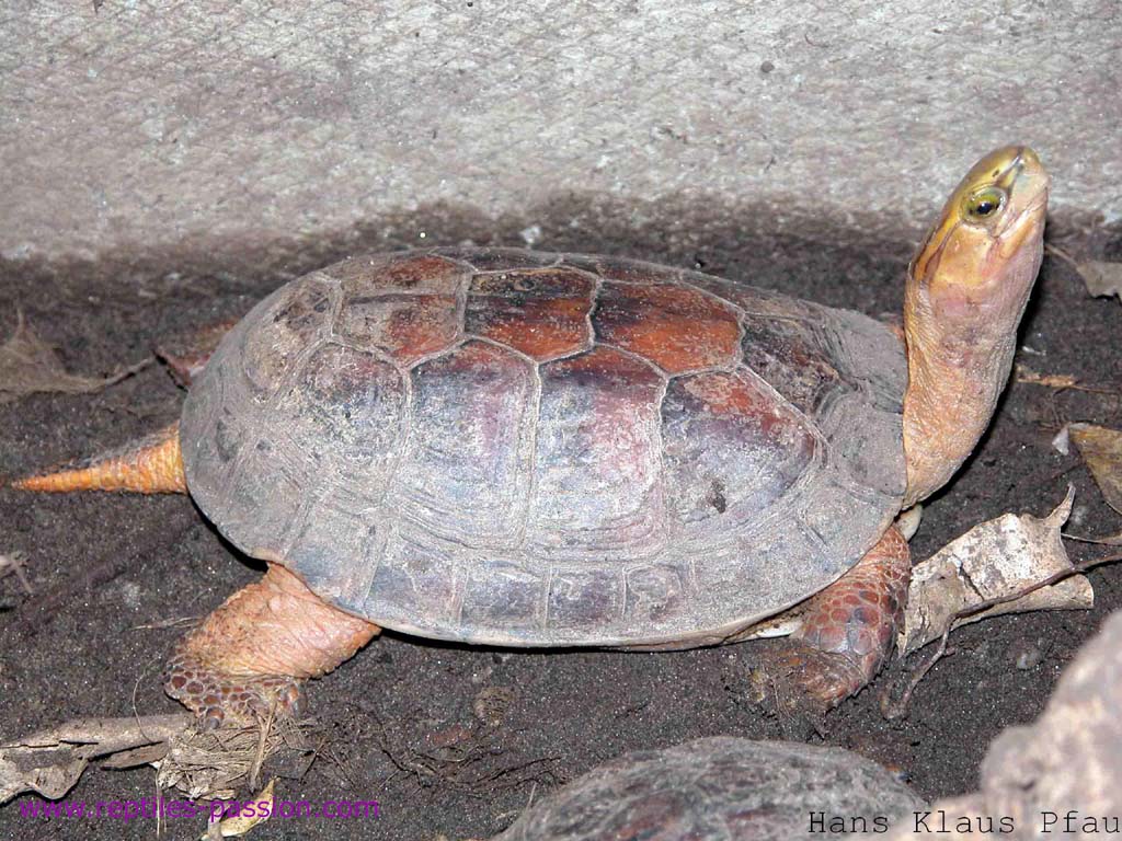  p>百色闭壳龟(学名: i> i>cuora mccordi /i> /i>)是龟科,闭壳龟属