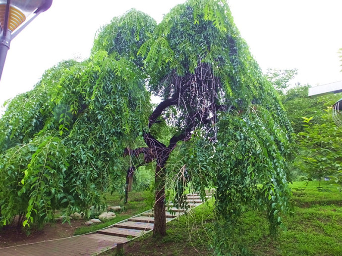 垂枝榆民勤群体