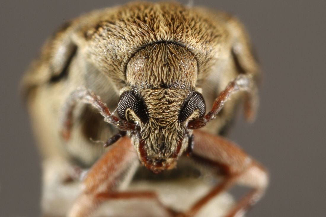  p>菜豆象是被中国列为对外检疫的一种危害性害虫,主要借助被侵染的 a