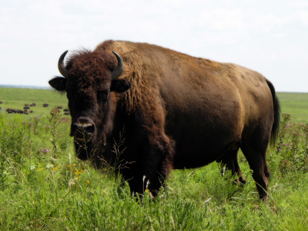  p>国兽( b>national animals /b>):与 a href