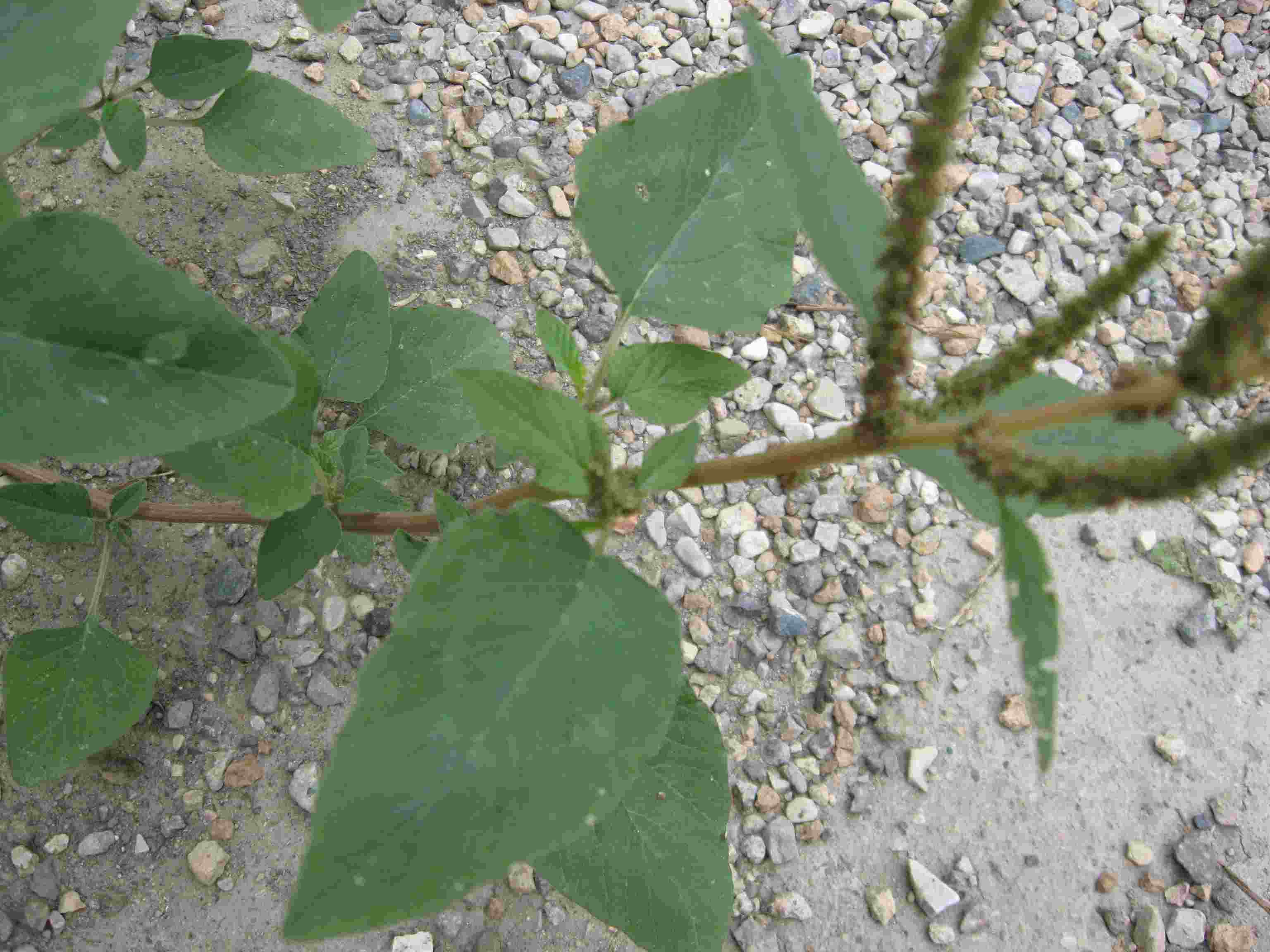 又名铁马齿苋,是双子叶植物纲 a target="_blank" href="/item/蓼科