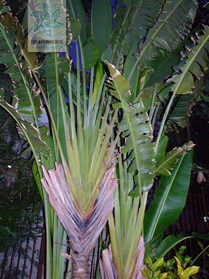 ravenala madagascariensis