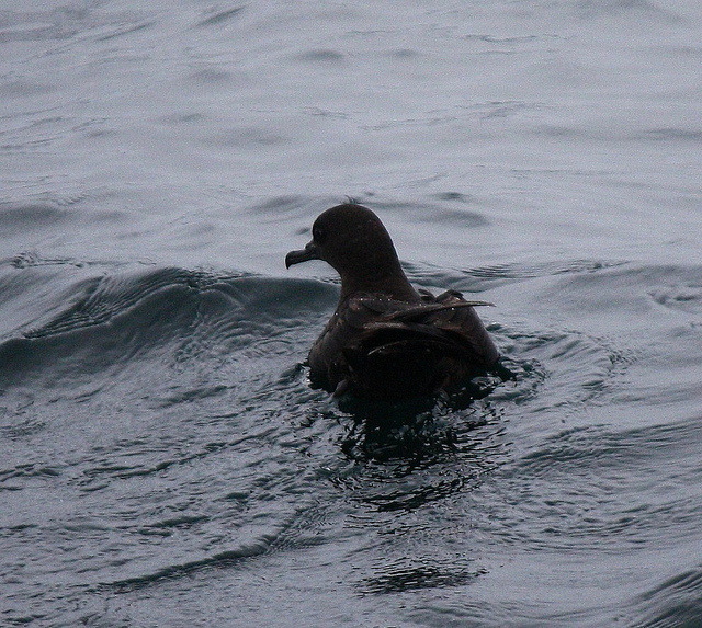  p>灰鹱( a target="_blank" href="/item/学名/8074290" data-lemma