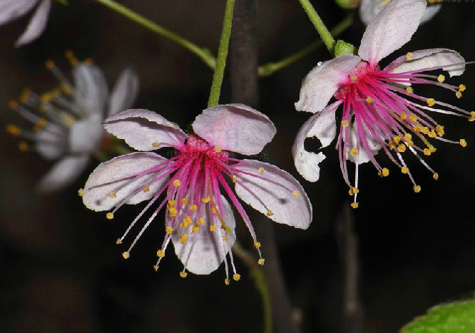  p>毛叶欧李(学名: i>cerasus dictyoneura /i>  (diels) yu et l): a