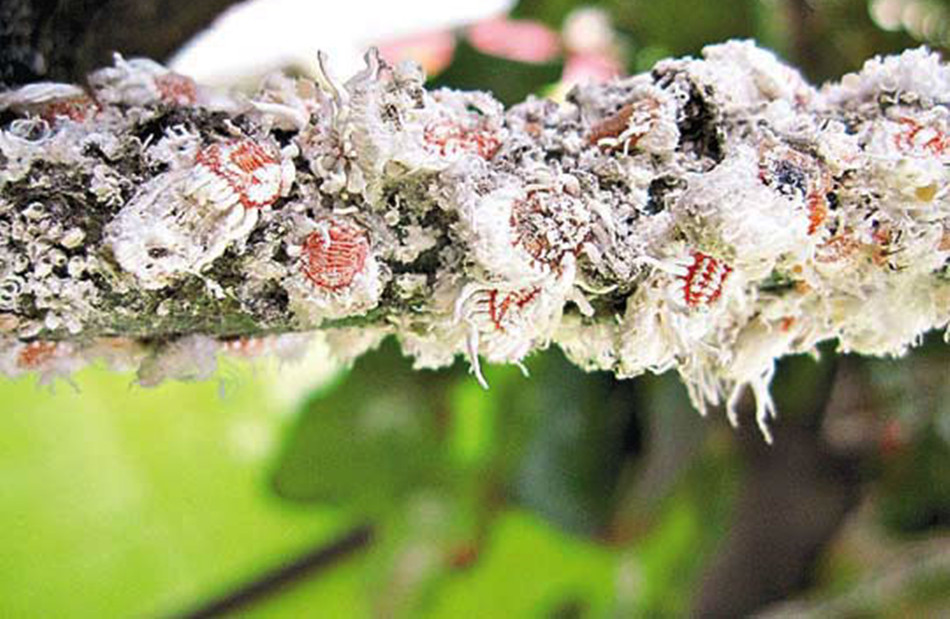  p>吹绵蚧壳虫是 a target="_blank" href="/item/同翅目/4068751"