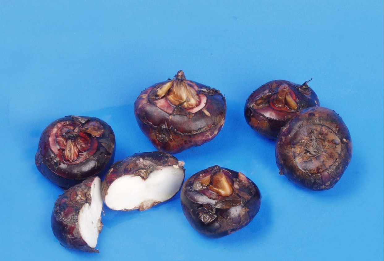 f.) trin.)是莎草科,荸荠属植物.