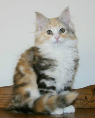  p>挪威森林猫(norwegian forest cat),以白话直译的说法,就是在挪威