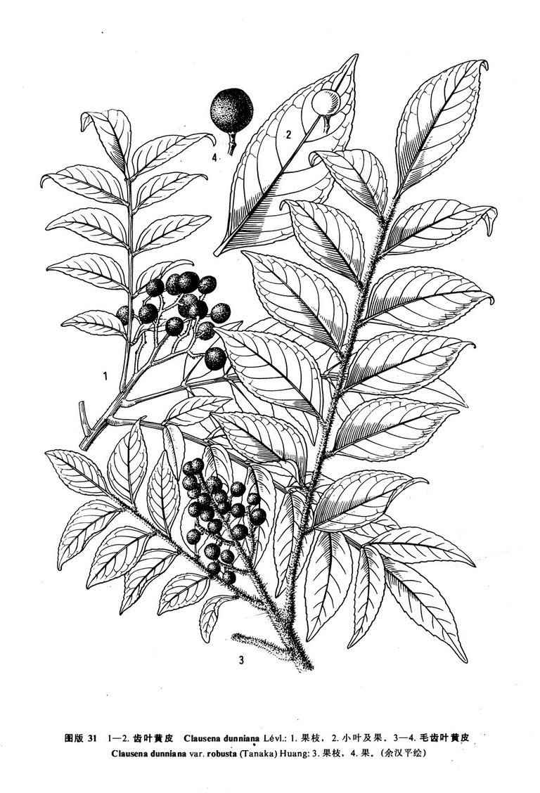  p>齿叶黄皮(学名: i>clausena dunniana /i>  levl.