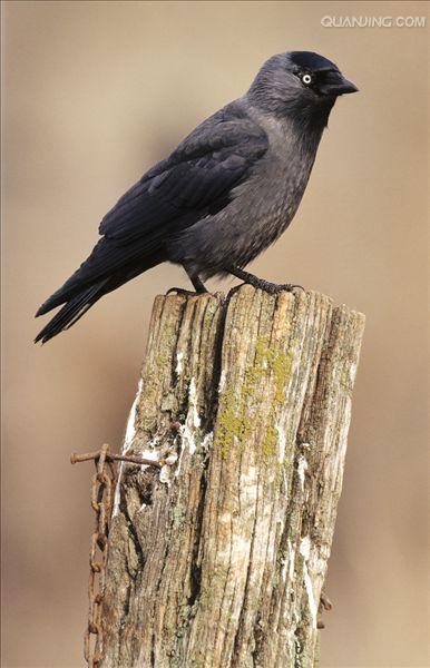  p>寒鸦(学名: i>corvus monedula /i>):体长37厘米.