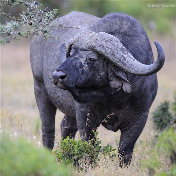  p>水牛(学名:bubalus bubalus,英文名称:asian buffalo)也叫印度水牛