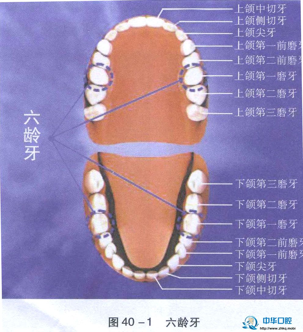  p>窝沟龋限指 a href="#" data-lemmaid="5704308">磨牙 /a>,前磨牙