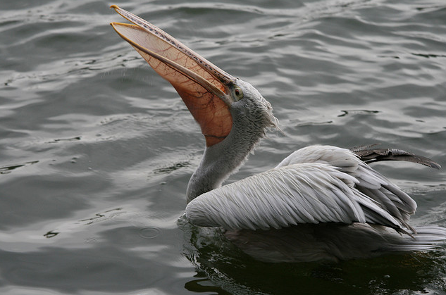 pelecanus philippensis