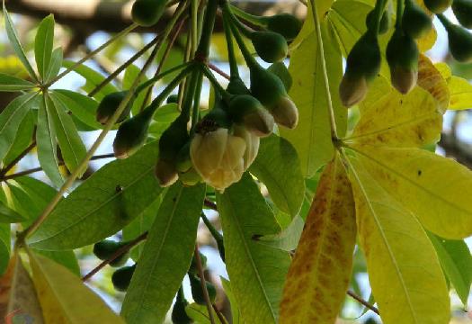 p>吉贝(学名 i>:ceiba pentandra /i> (l.) gaertn.
