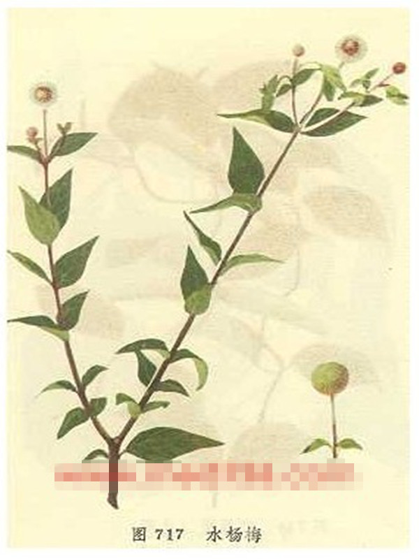 草本水杨梅
