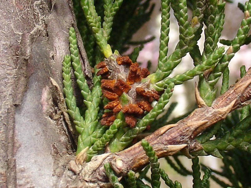 桧柏锈病