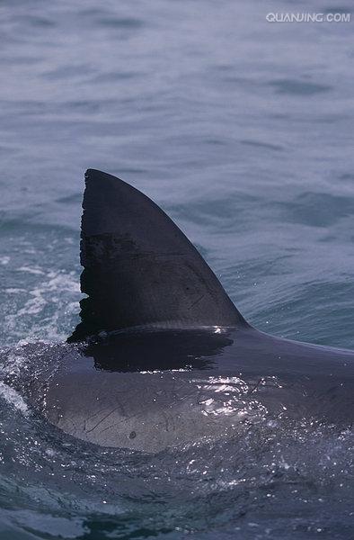 鲨鱼翅
