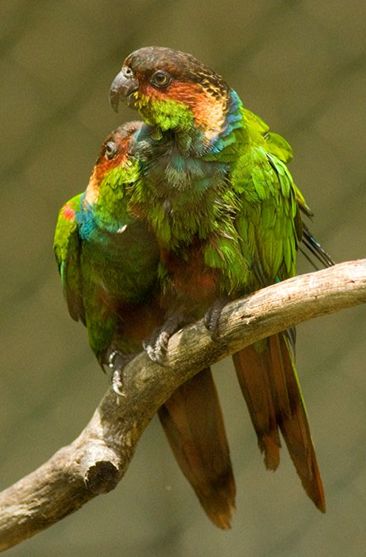  p>蓝喉锥尾鹦鹉(学名:pyrrhura cruentata)是典型的 a href="#">攀禽