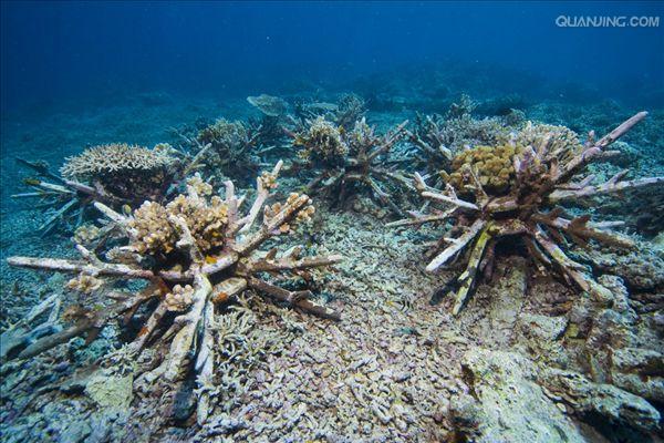 珊瑚 /a>目的 a href="#" data-lemmaid="216062">动物 /a>形成的一种