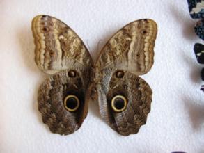  p>晶钩蛾指名亚种(lepidoptera),属于 a target="_blank" href="