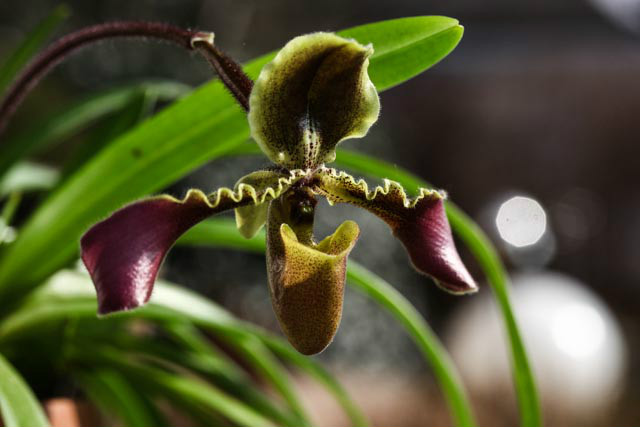  p>带叶兜兰(学名: i>paphiopedilum hirsutissimum /i> (lindl.