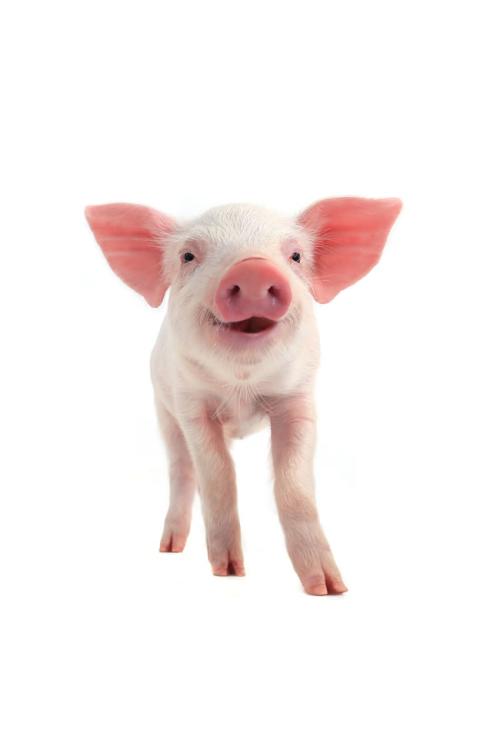  p>猪(pig,swine)是一种 a target="_blank" href="/item/脊椎动物