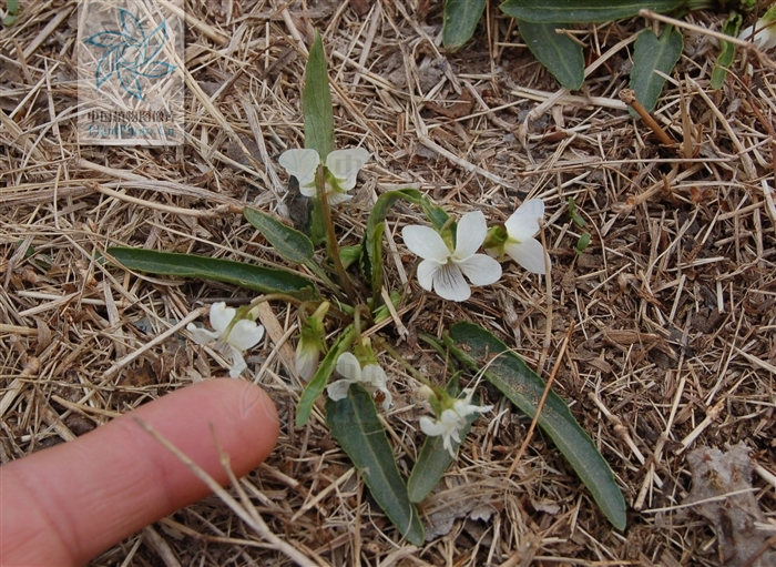  p>白花地丁(学名: i>viola patrinii /i>)为堇菜科堇菜属的植物. /p>