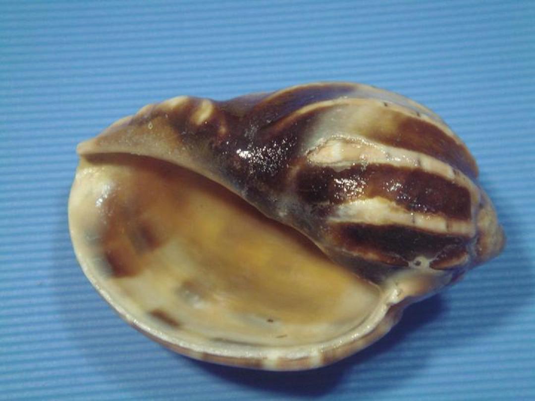  p>杨桃螺科, a target="_blank" href="/item