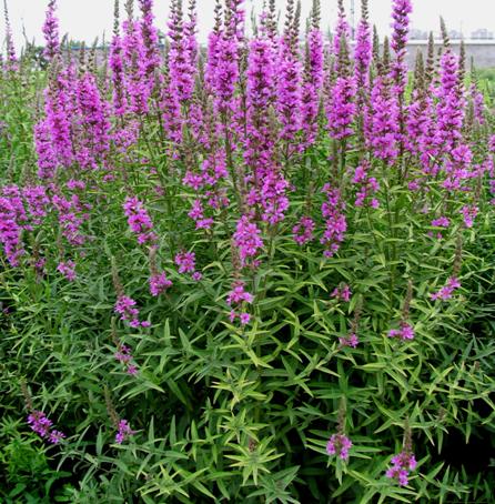  p data-id="tzbwkgmmgyqq">千屈菜是千屈菜科千屈菜属的多年生草本