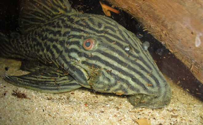 食木甲鲶鱼