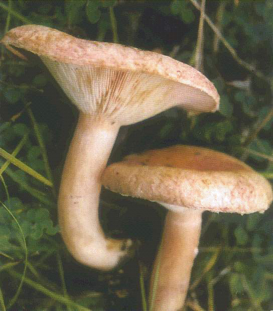 lactarius hygroporoides berk.