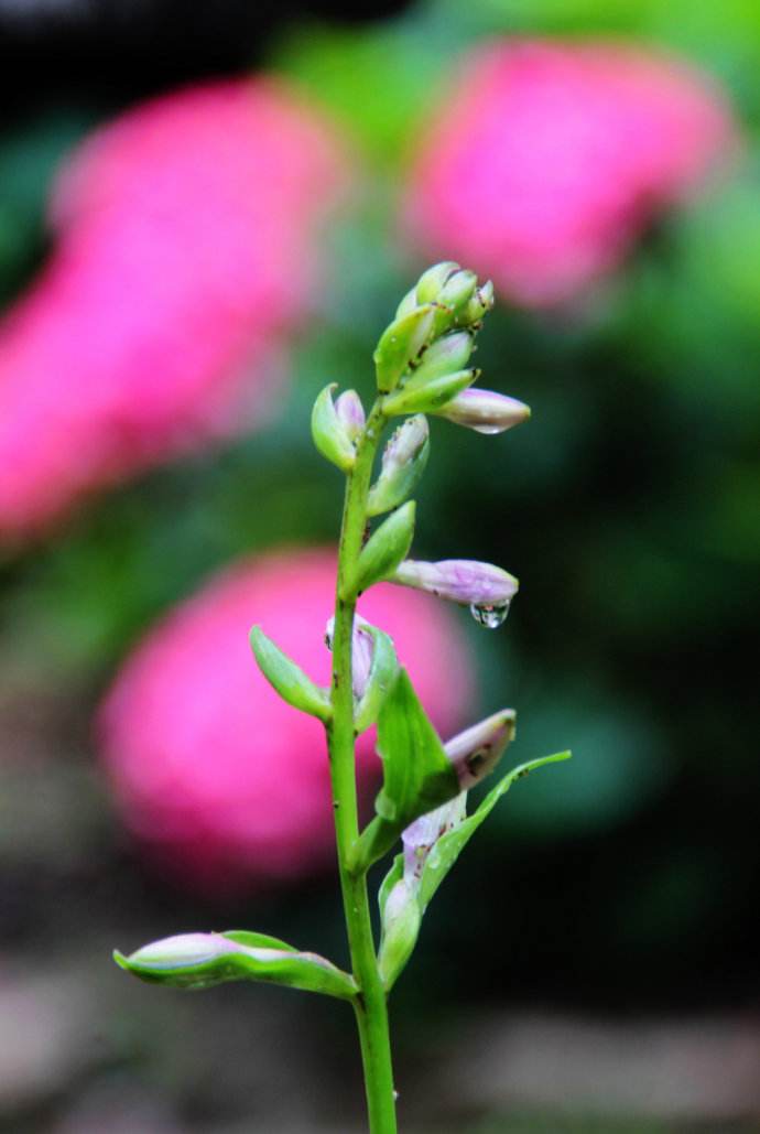  p>垫丛紫萼藓, a target="_blank" href="/item/植物/142914" data