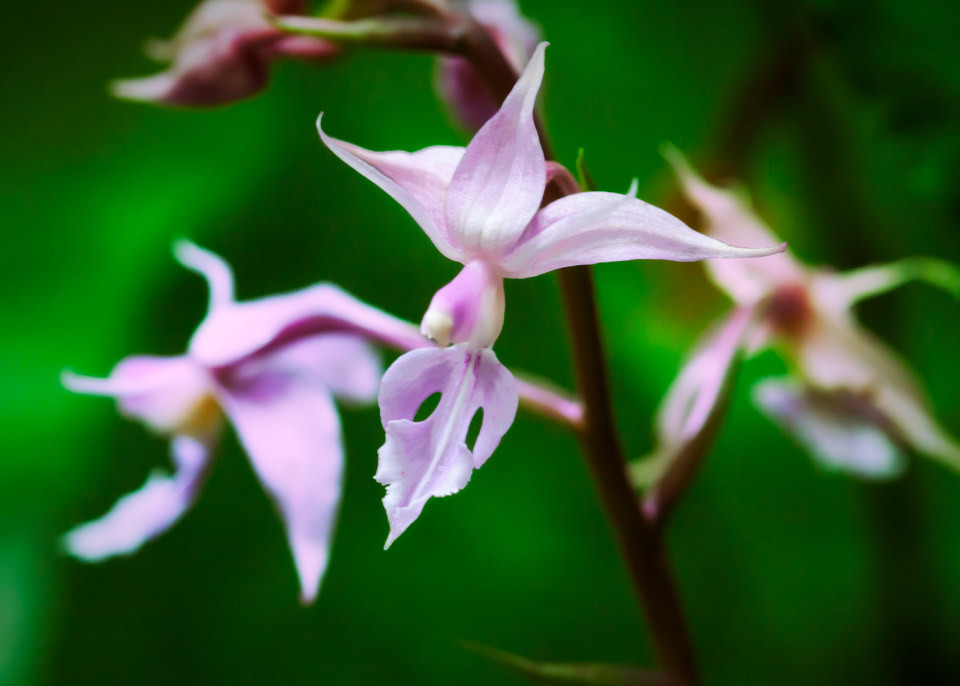  p>虾脊兰属(学名:calanthe r. br.)是微子目兰科下的一个属.