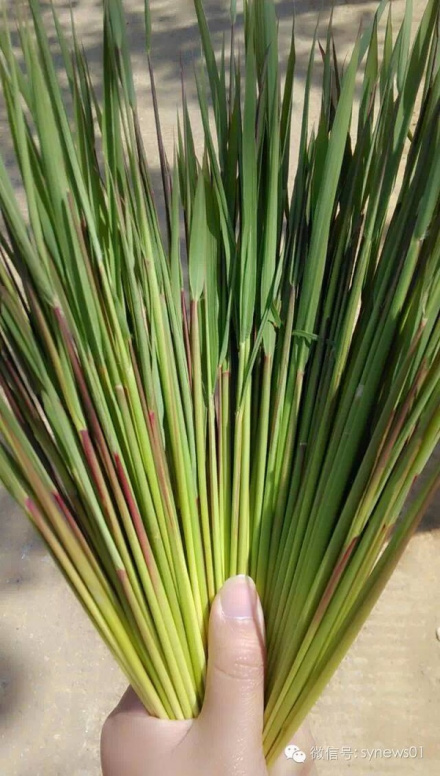 茅针_百度百科