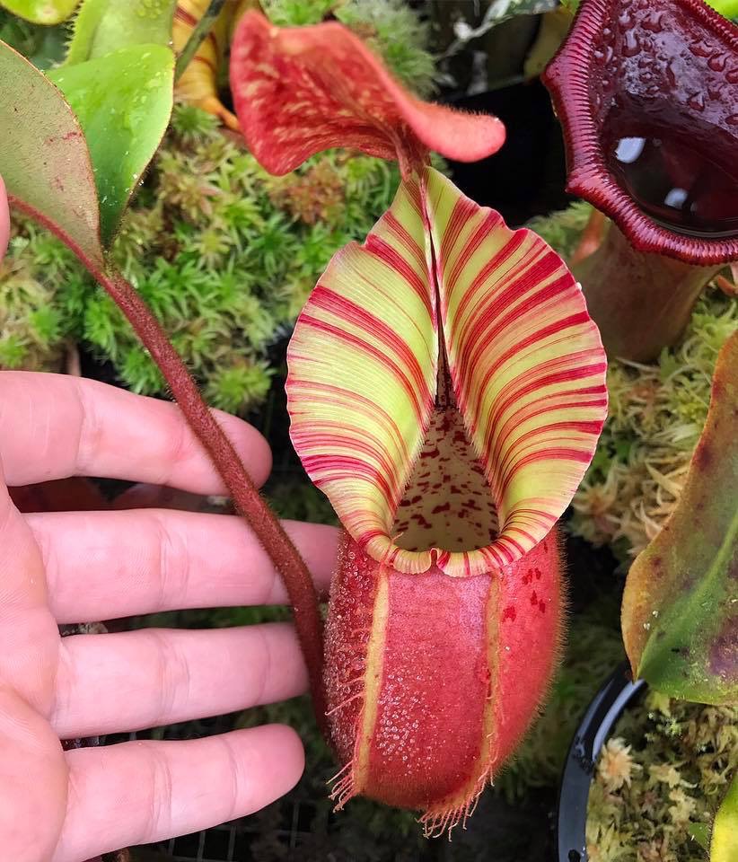  p> b>维奇猪笼草(nepenthes veitchii) /b>原产于婆罗洲.