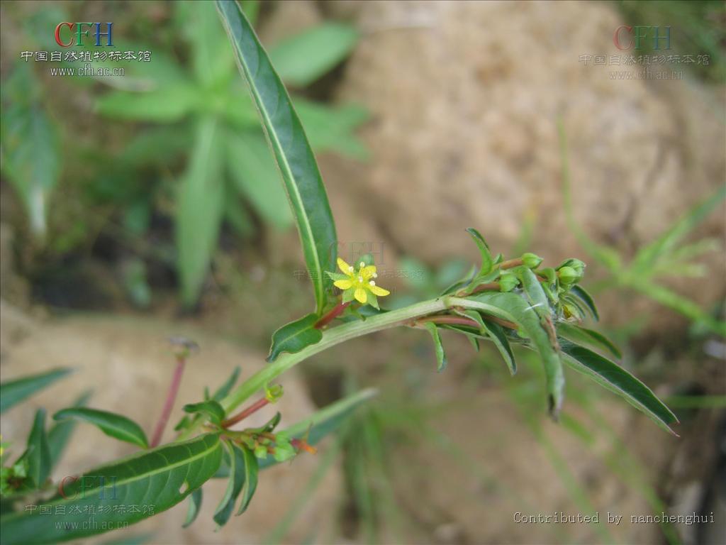  p> a href="#" data-lemmaid="7018313">假柳叶菜 /a>(学名:ludwigia