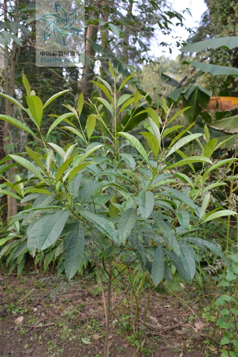osmanthus matsumuranus hayata