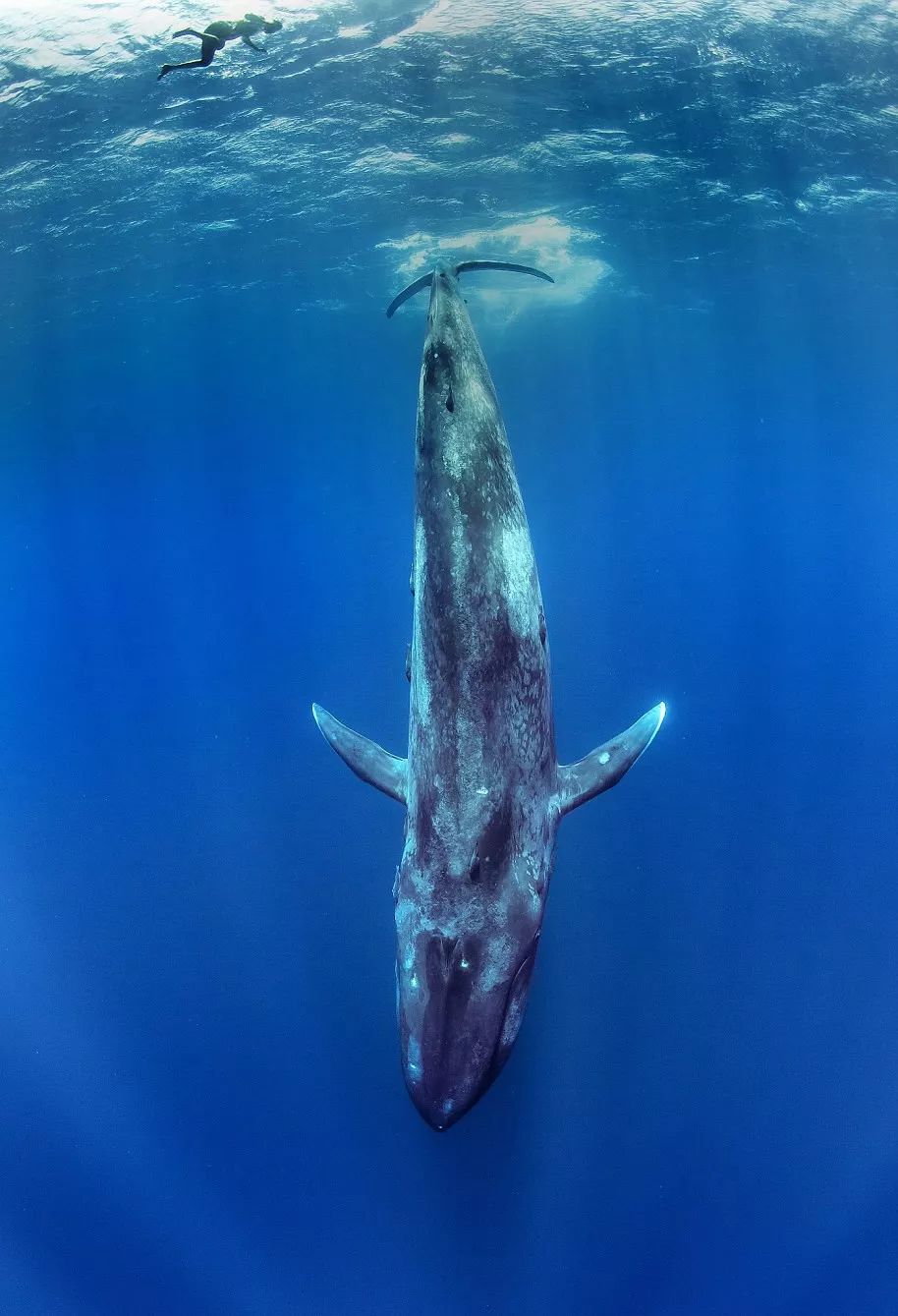 世界上最大的孤独——一头名叫52赫兹的鲸_百科TA说