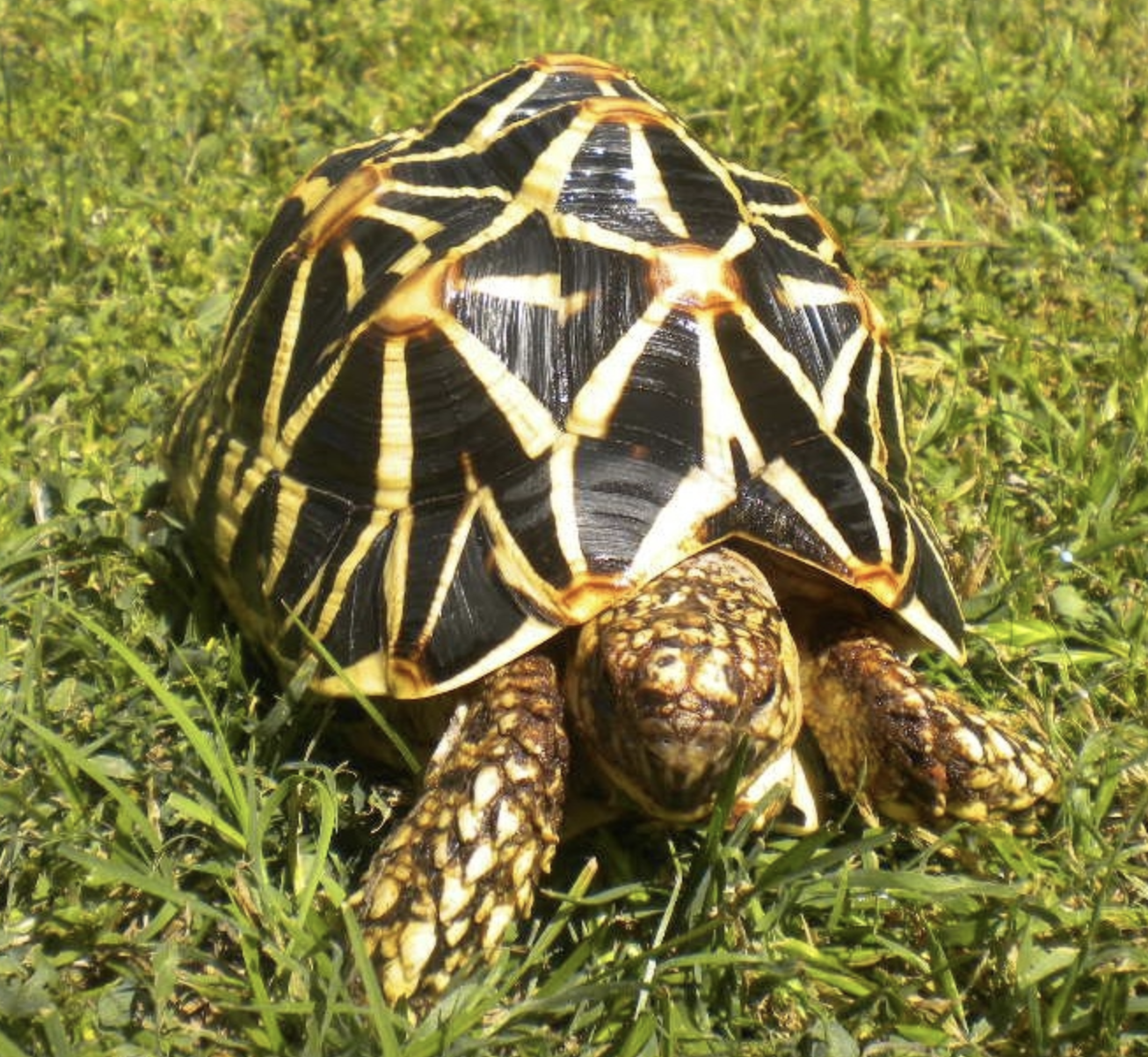  p>印度星龟(学名: i>geochelone elegans /i>)是陆龟科,象龟属爬行