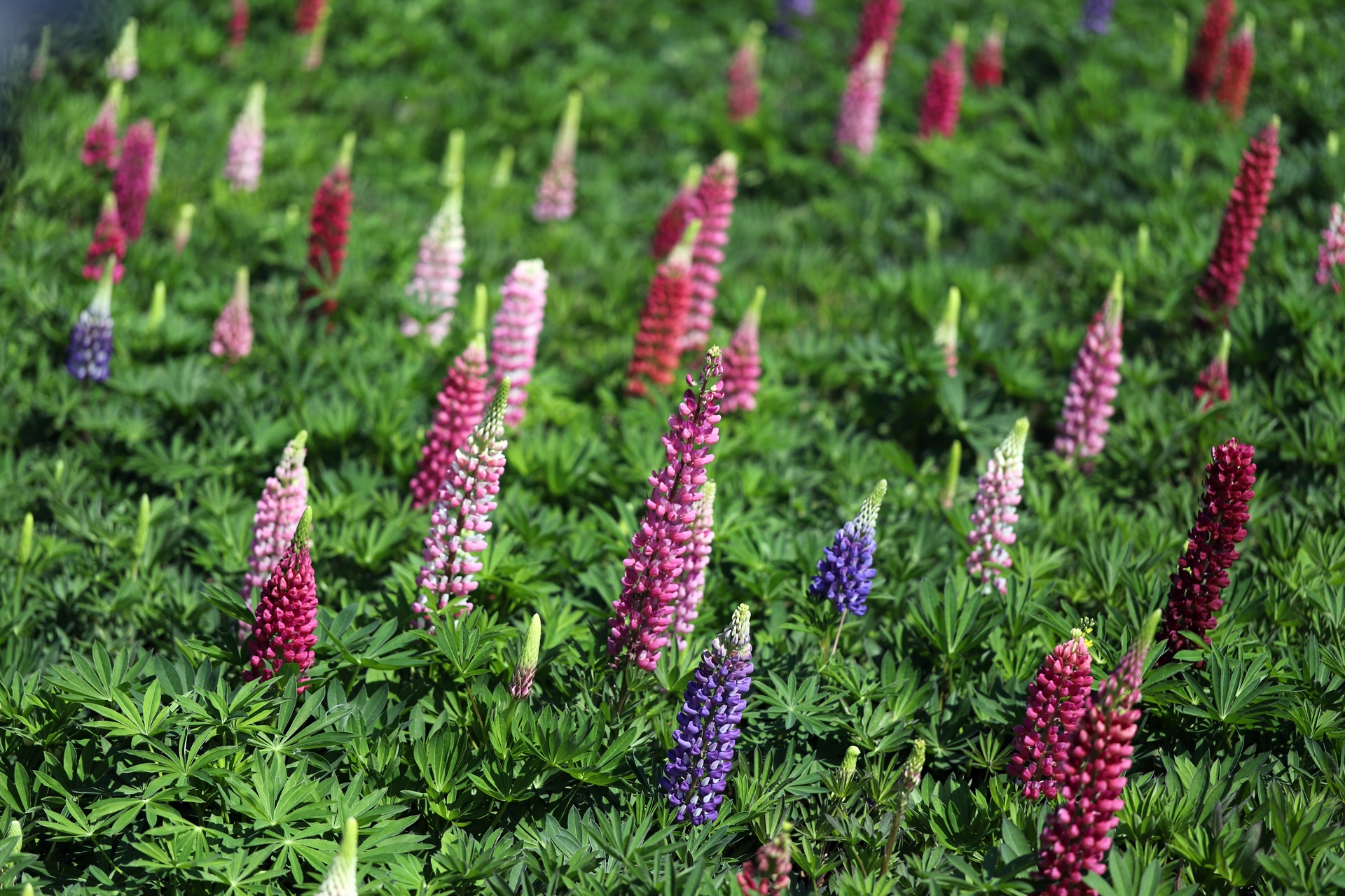  p>羽扇豆(学名: i>lupinus micranthus  /i>guss i>.
