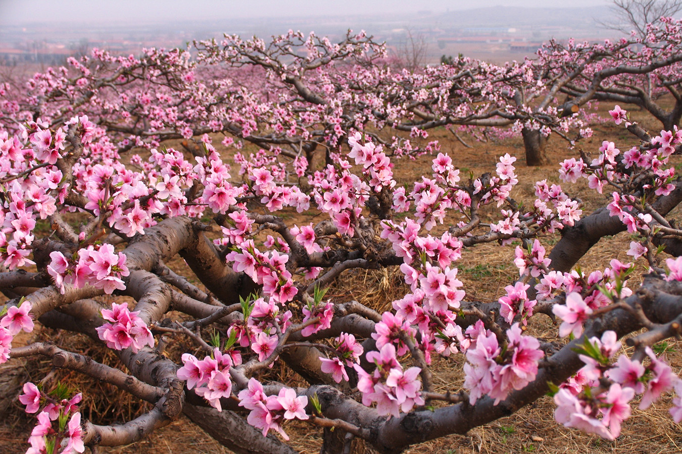 人间四月芳菲尽，山寺桃花始盛开，你是不是只会说这桃花真漂亮？_百科TA说