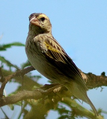 棕草鹛指名亚种