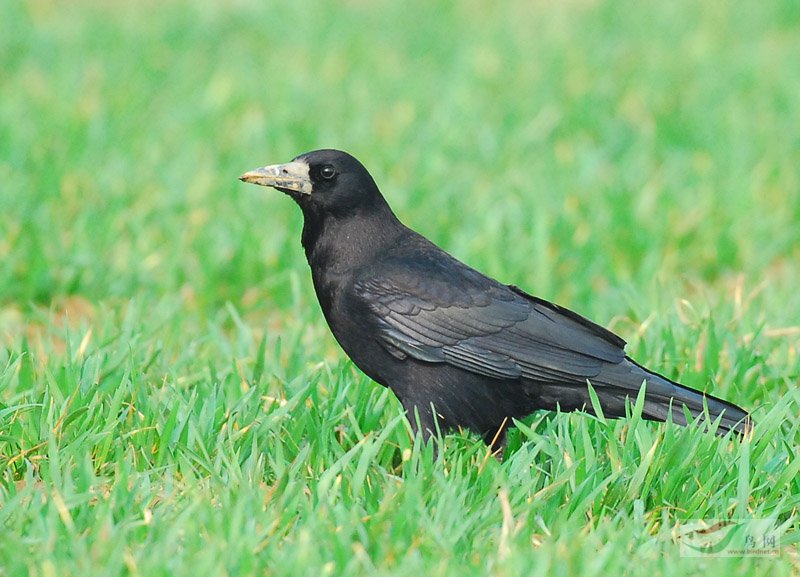 秃鼻乌鸦普通亚种