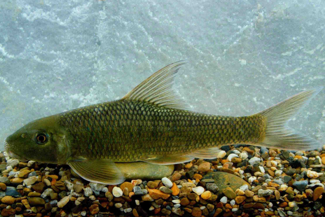  p>暗色唇鲮(学名: i>semilabeo obscurus /i>)是鲤科,唇鲮属鱼类.