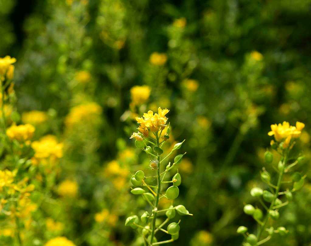  p>庭荠(学名: i>alyssum desertorum /i> stapf.