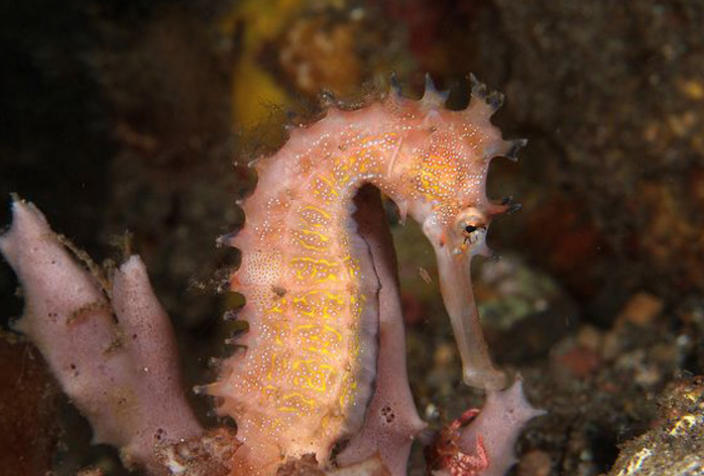  p>刺海马(学名: i>hippocampus histrix /i>)是海龙科,海马属动物.