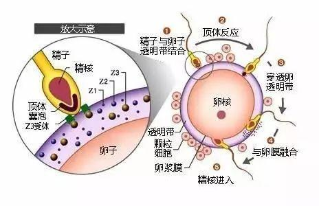 受精（全面性教育相关名词）_百度百科