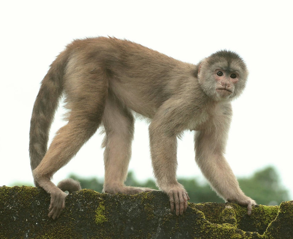  p>安第斯卷尾猴(学名: i>cebus yuracus /i>):是卷尾猴科,卷尾猴属的