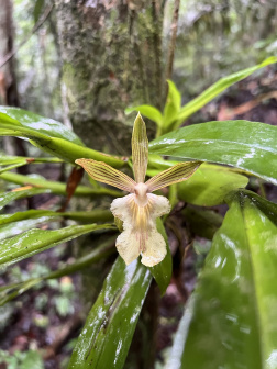 Aspasia principissa_百度百科
