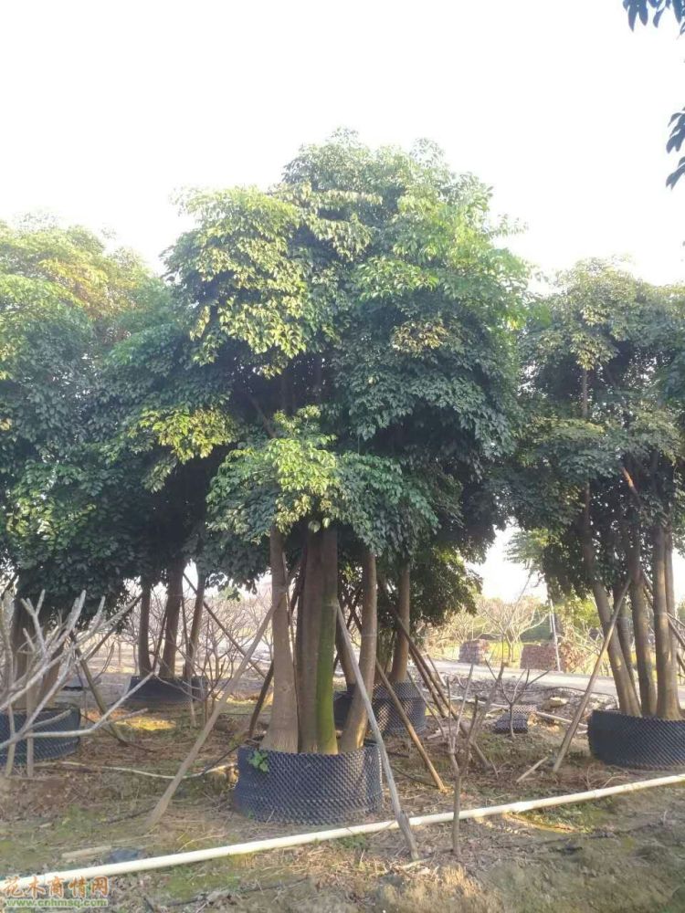幌伞枫（五加科幌伞枫属植物）_百度百科